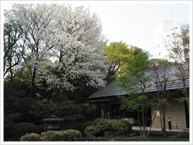 【満開の桜。右手は副議長執務室】 【満開の桜。右手は副議長執務室】